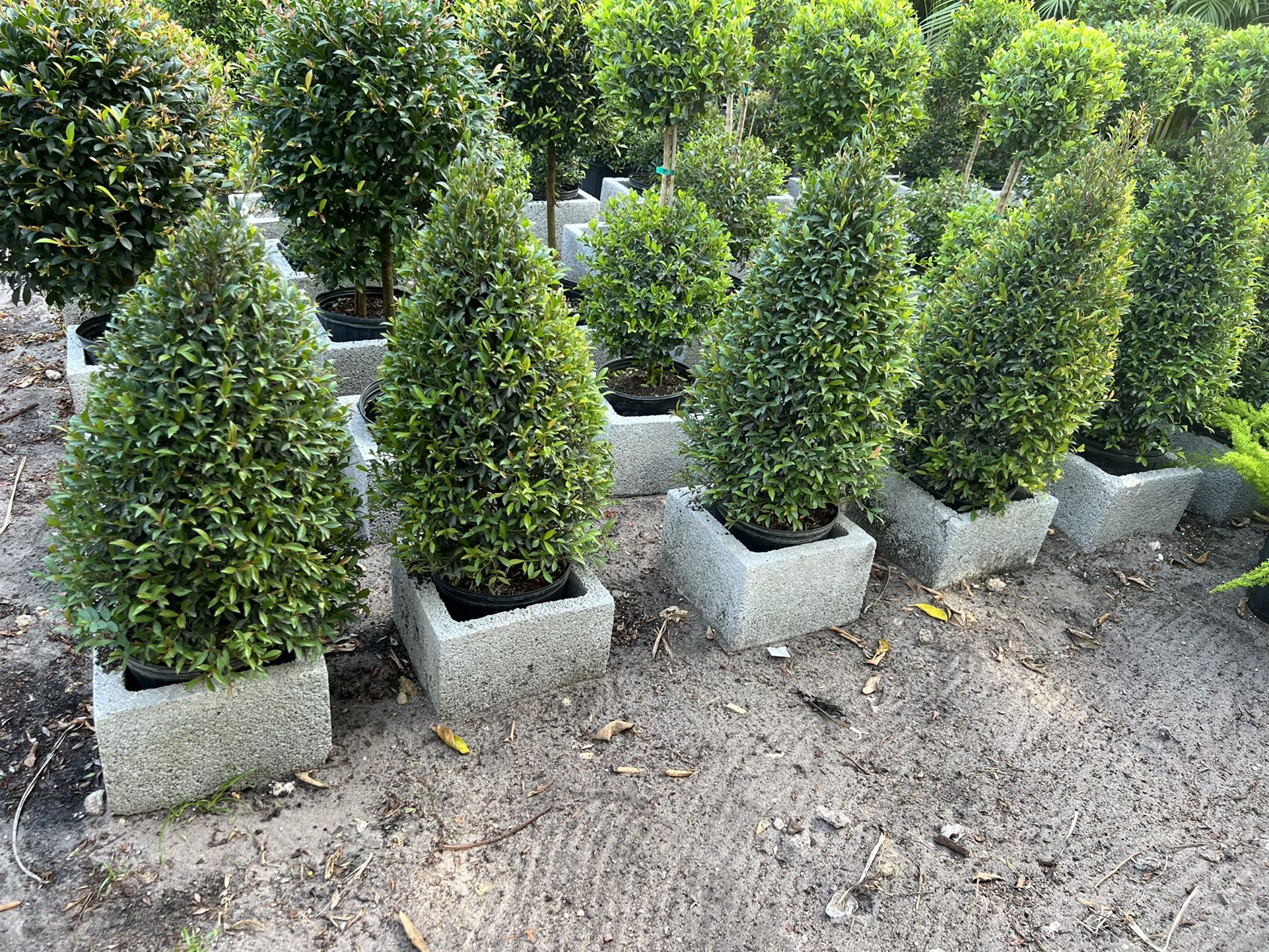 HOME PLANTS- SPECIAL PRICE CONE TOPIARY 3 GL 