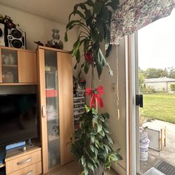 Beautiful and healthy plants looking for new home $5 & up