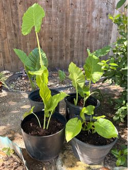 Upright Elephant Ear Plants (Alocasia)