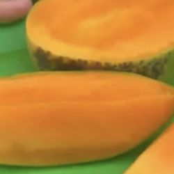 Very Sweet and juice Keite grafted Mango tree