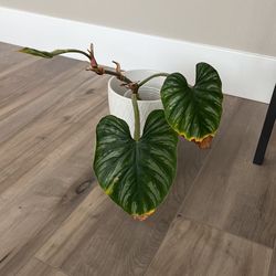 Philodendron Plowmanii