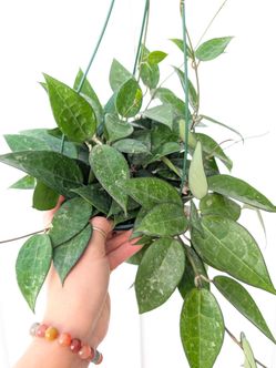 Hoya Parasitica Black Margin Plant 6" Pot - Indoor House Plants
