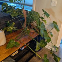 Large Monstera