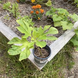 Mexican Sunflower 