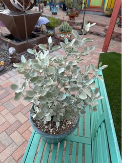Kalanchoe Hildebrandtii  SILVER TEASPOONS Succulent Plant