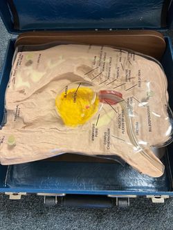 Life/form Male Catheterization Simulator