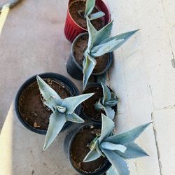 BLUE AGAVE PLANTS READY FOR TRASPLANTER MAGUEY PLANTAS $10 EACH 