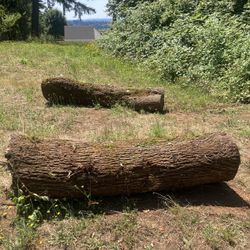 Large Maple Logs
