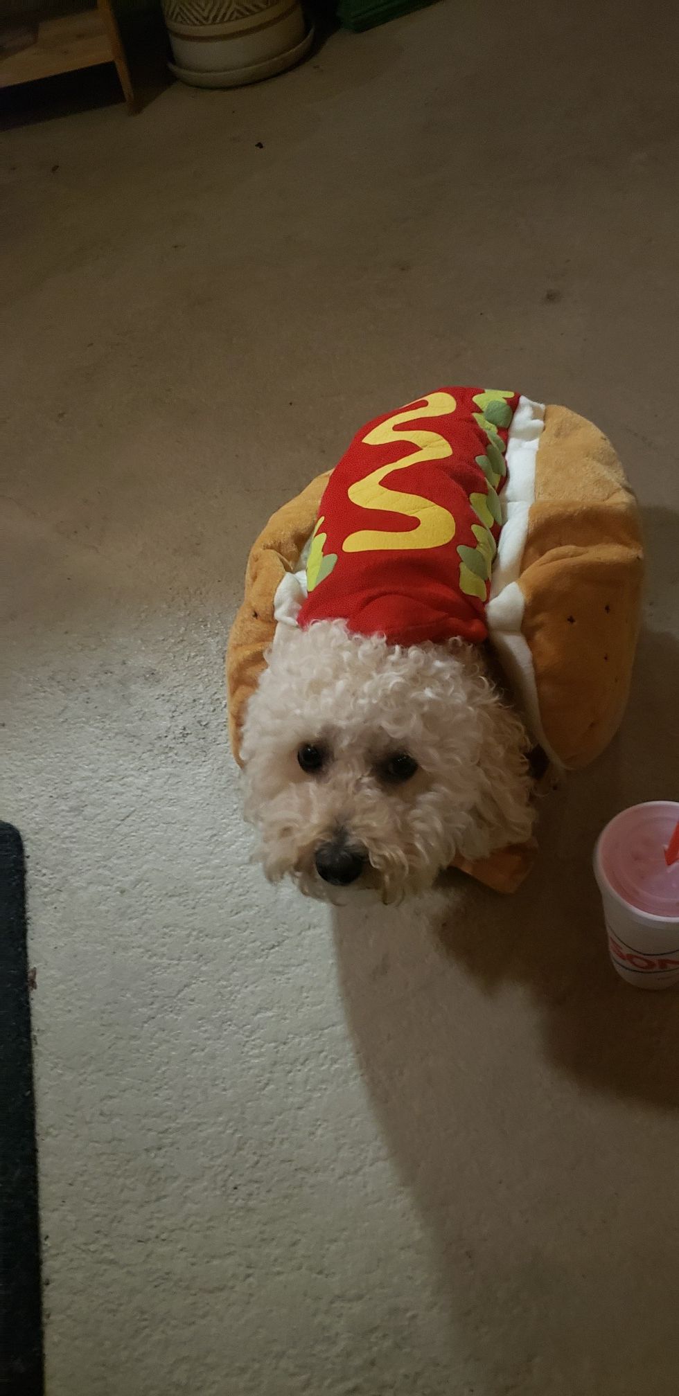 Dog hot dog costume size large
