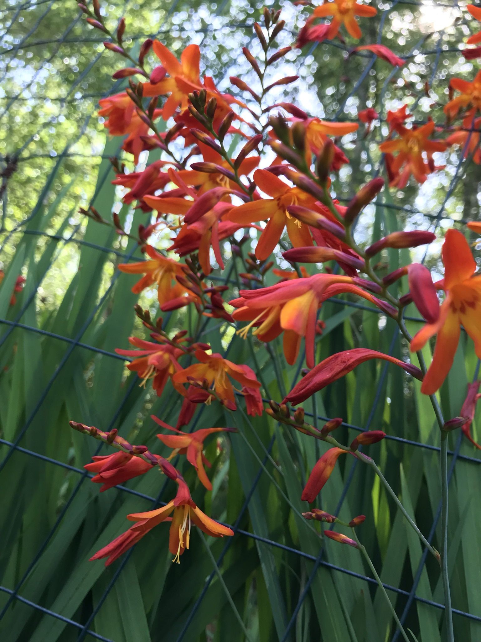 orange crocosmia plants $5 each 10 available