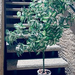 Lush Green Artificial Plant In A Pot, for Home Decor.  Perfect for adding a touch of nature to any room. Approximately Hight: 50".