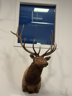 Elk Mount 1 Left