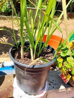 Sugar cane
