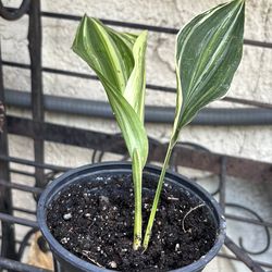 Cast iron variegated plant
