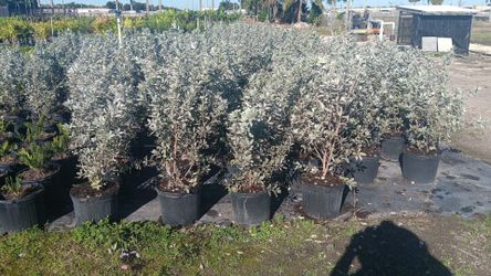 Silver Buttonwood 7gal