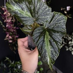 ✨ Begonia | Leathermaniae Bolivian✨
