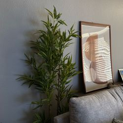 Fake Fig Tree