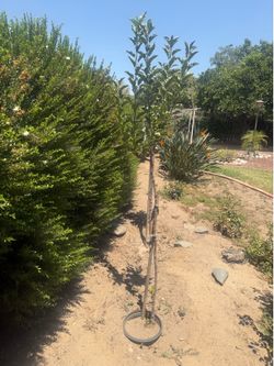 Fuji Apple tree
