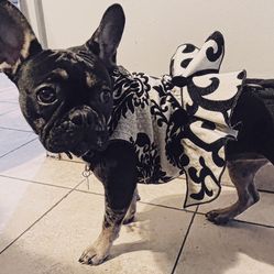 Handmade Dog Dresses