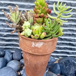 SUCCULENT ARRANGEMENT 