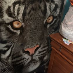 Glass Photo Of A White Tiger 