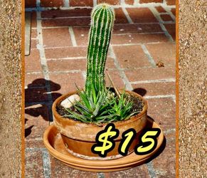 Cactus in Terracotta Pot (CASH Only!)