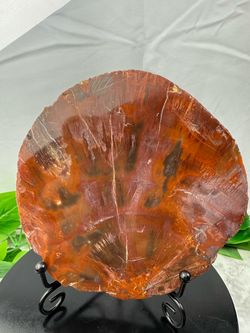 Rare Petrified Wood Fossil Slab