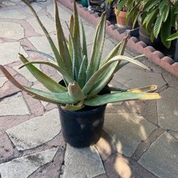 Mature Aloe Vera Plant