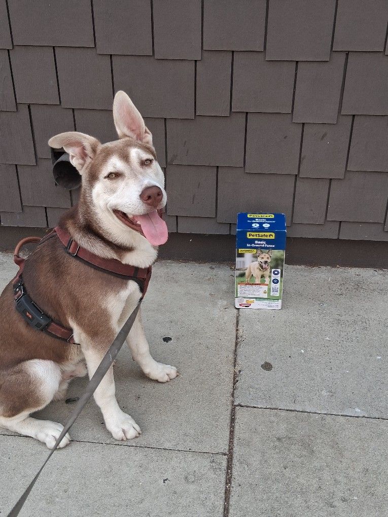 Dog Lovers. In Ground Dog Fence