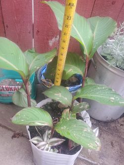 Beautiful Canna Lilly & Small Tradescantia Zebrina On The Side