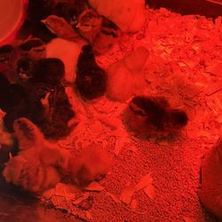 Fertilize eggs
