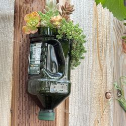Alive Succulents In A Bottle 
