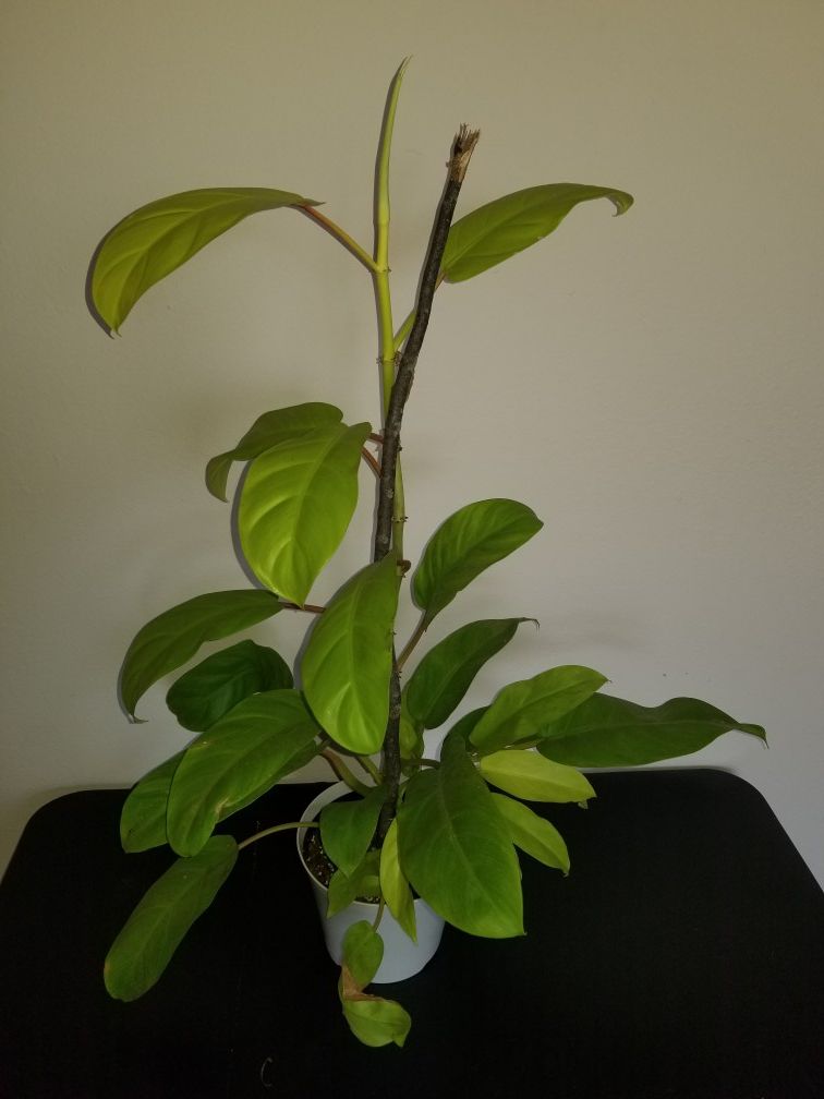 Philodendron Lemon Lime