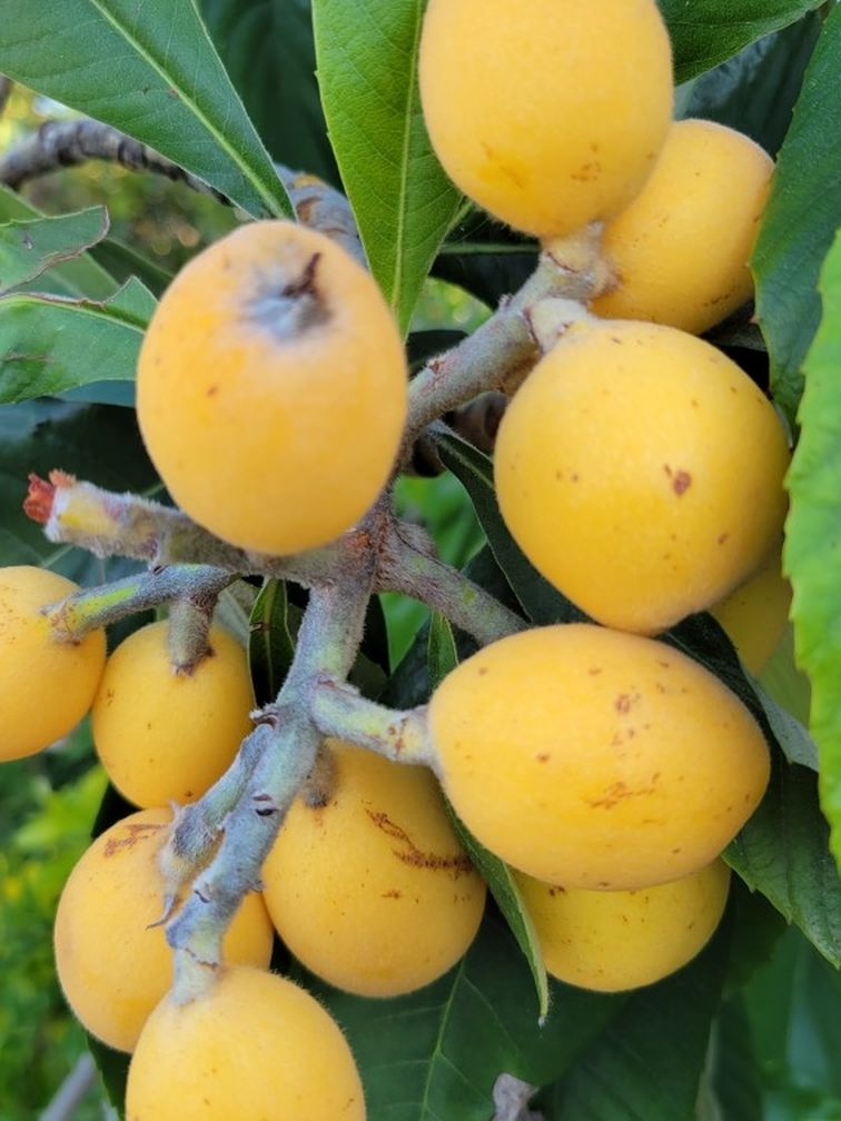 Loquat Tree