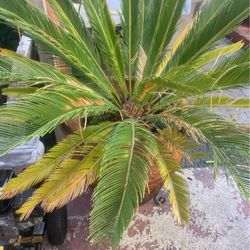Palm Tree