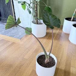 Alocasia Plant 