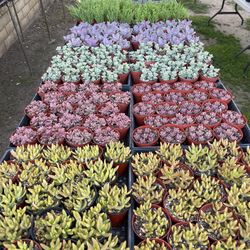 Succulent Plants and Arrangements In COVINA 