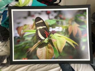 Photograph of butterfly