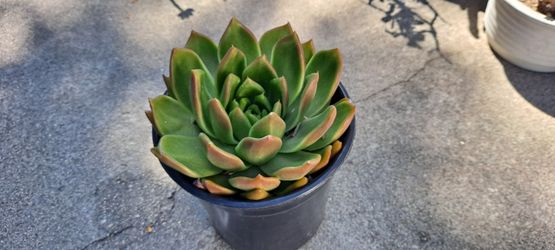 succulent plant