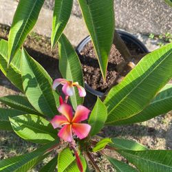 Plumeria Englewood