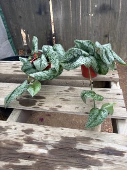 Satin Pothos