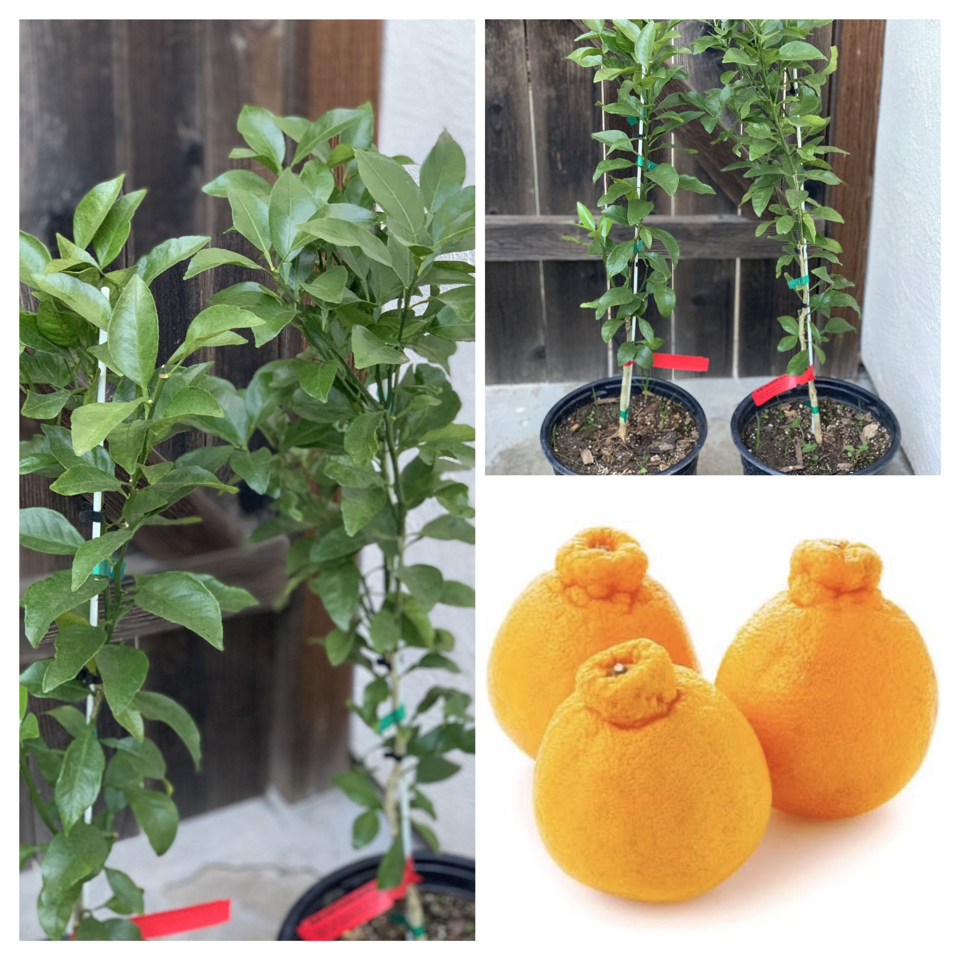 RARE SUMO SHIRANUI DEKOPON MANDARIN GRAFTED CITRUS 不知火 FRUIT TREE IN 5 GALLON POTS Quýt Túi Tiền
