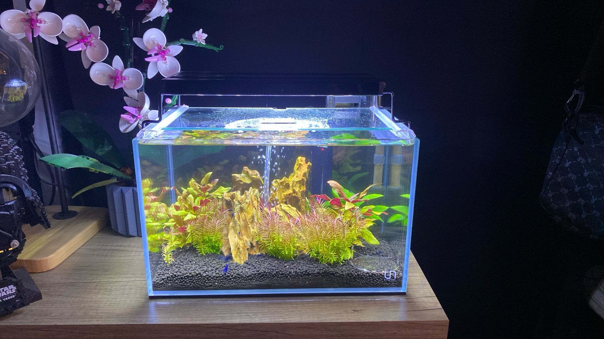 Shrimp Tank
