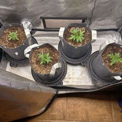 AC Infinity Grow Tent  2×4 Ft Pro 