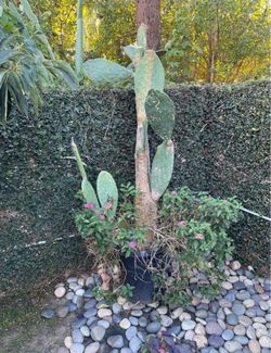 Large Mature Prickly Pear Cactus (Opuntia) in Nursery Pot Up for sale is a large, well-established Prickly Pear Cactus (Opuntia) growing in a nursery