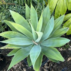 Foxtail Agave