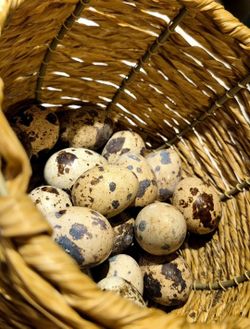 Quail Eggs And Supplies