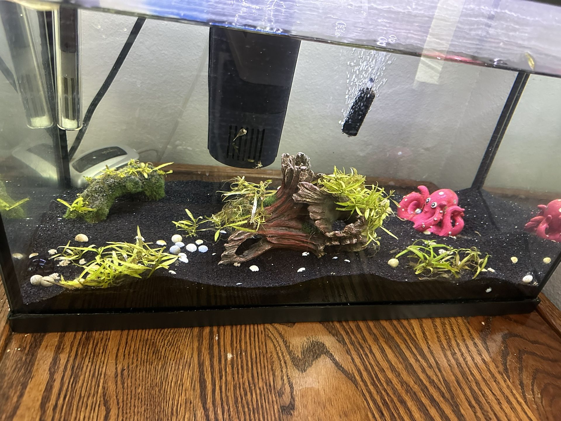 Fish Aquarium