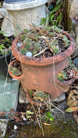 strawberry pot with succulents