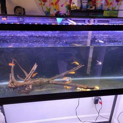 55 Gallon Aquarium With Stand, Light, & Filter